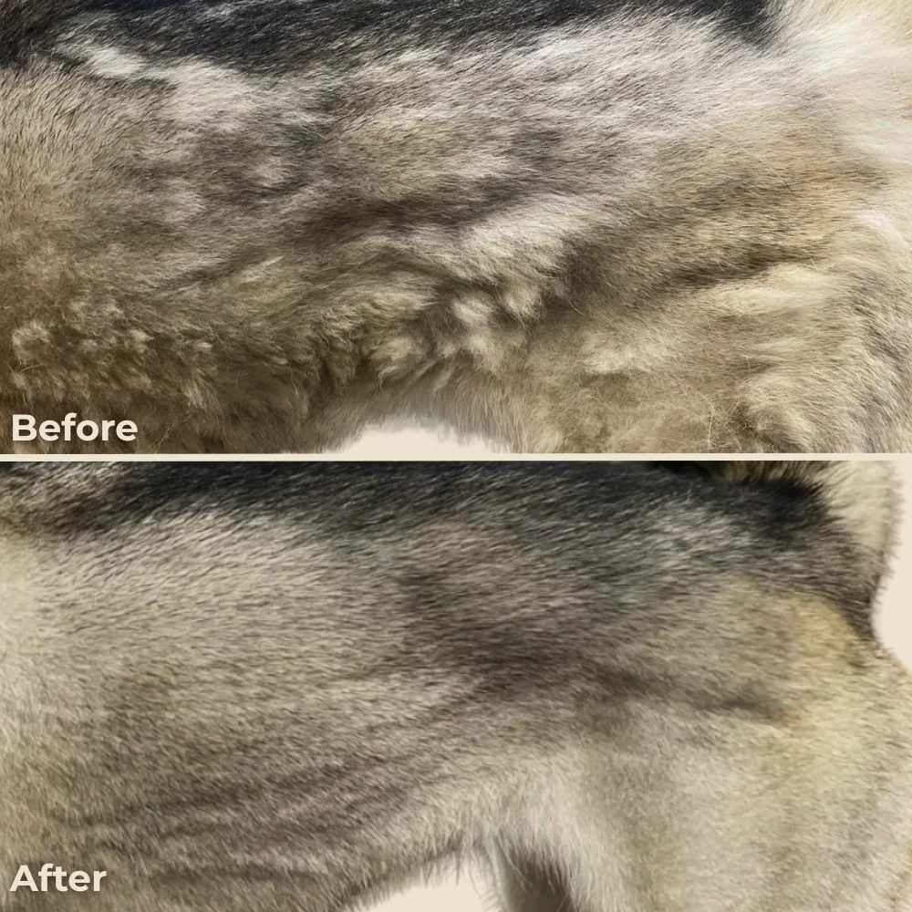 🎉New Arrivals 49% off-Pet Spa Brush （Waterless ）